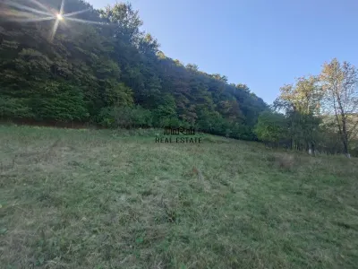 5,6 ha terenuri si padure in Criscior - Criscior