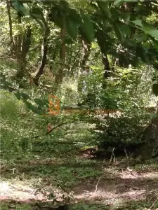 Teren intravilan zona Monteoru - foto 4