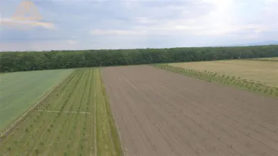 Teren extravilan comasat 9 hectare cu plantatie  3 Euro pe m2 Suceava - foto 6