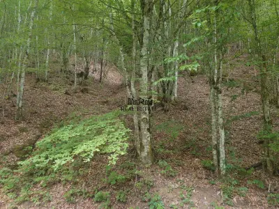 Teren in Bulzestii de Sus 2255mp - foto 2