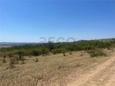 RECO Teren extravilan Holod 27400 mp - foto 6