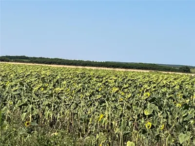 RECO Teren extravilan Tulca 18100 mp - foto 7