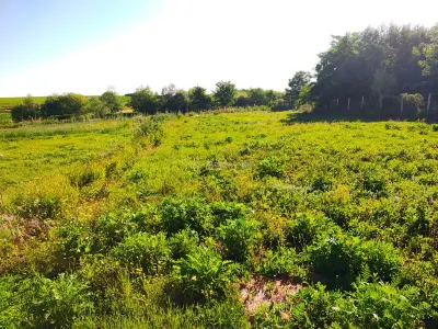 Teren 18.247 mp cu balta de pescuit – Misca, Comuna Chislaz, Bihor - foto 10