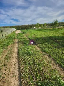 Teren 5600 mp Snagov Lac - foto 3
