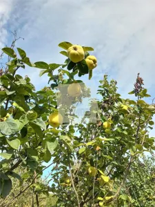 Teren cu pomi fructiferi in zona Turnu-Rosu - Talmaciu