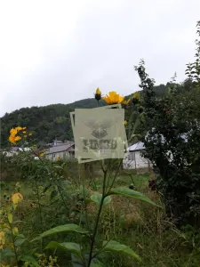 Teren cu pomi fructiferi in zona Turnu-Rosu - foto 2