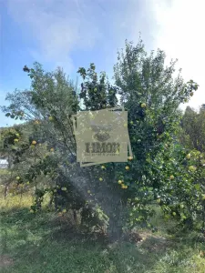 Teren cu pomi fructiferi in zona Turnu-Rosu - foto 4