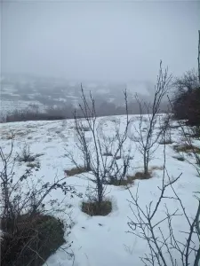 RECO, teren extravilan, Zona Sinteu, Bihor - Sinteu