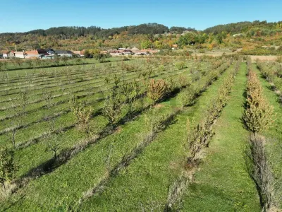 RECO, Teren cu livada de ciresi, Zona Auseu, Bihor - foto 4