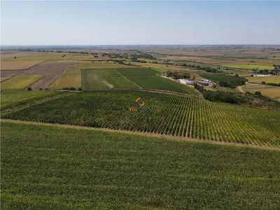 Afacere Investitie Vie 4 Hectare 40 km de Oradea - foto 5