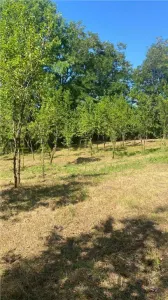 Teren 2600 mp de vanzare, Campina, jud Prahova - foto 10