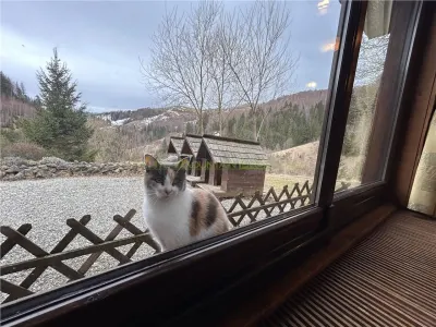 Raritate| Proprietate de vis pe 6 ha intravilan  de vanzare in Pestera Brasov - foto 4