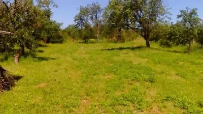 Terenuri  de vanzare Viile Satu Mare - Viile Satu Mare