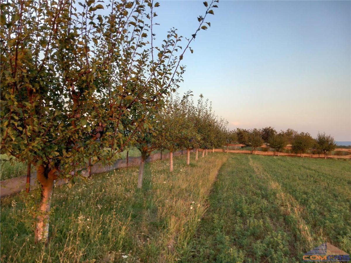 Teren intravilan zona frumoasa Viile Satu Mare - Viile Satu Mare