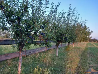 Teren intravilan zona frumoasa Viile Satu Mare - foto 2