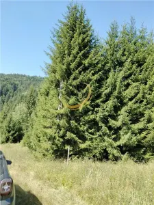 Teren de vanzare pt cabana pe Valea Ilvei - foto 4