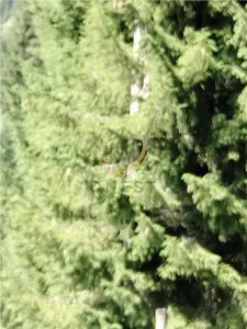 Teren de vanzare pt cabana pe Valea Ilvei - foto 8