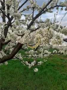 De vanzare Casuta bunicii - foto 1