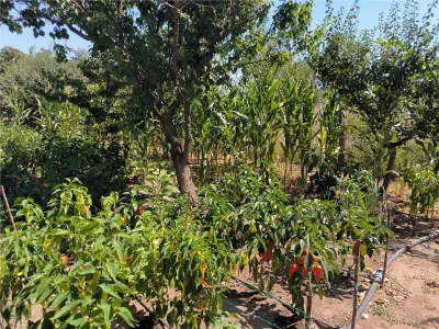 Casa de vanzare in sat Novaci , teren de 865 mp, acces asfaltat,Ocazie! - foto 18