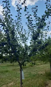 Vindem teren pentru casă și livadă de prun - Ciomagesti