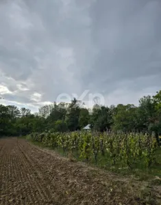 Casă + teren 20.000 mp Urluieni (Bârla) – deschidere mare, livadă și vie - foto 1