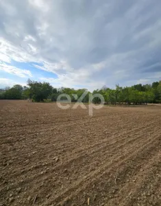 Casă + teren 20.000 mp Urluieni (Bârla) – deschidere mare, livadă și vie - foto 2