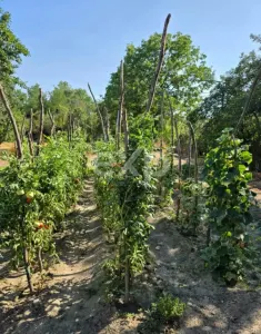 Casă + teren 20.000 mp Urluieni (Bârla) – deschidere mare, livadă și vie - foto 9