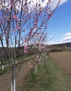 Teren intravilan 3.307 mp – deschidere la DN7C Transfăgărășan – Băiculești - Baiculesti