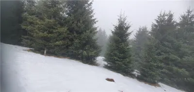 Teren 5.000 mp in Păltiniș Zona Vălari (Priveliște Panoramică & Intimitate) - foto 5