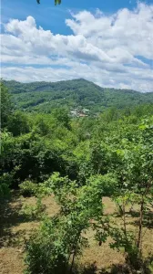 Proprietate de vanzare in Golești - 10800 mp teren și două case, ideală pentru casă de vacanță - foto 7