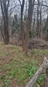 teren 3377mp, Vladesti - foto 4